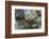 Snow on pine cones, San Bernardino National Forest, California, USA-Russ Bishop-Framed Photographic Print