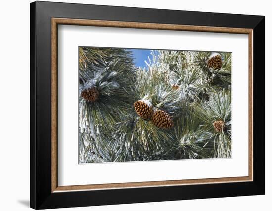 Snow on pine cones, San Bernardino National Forest, California, USA-Russ Bishop-Framed Photographic Print