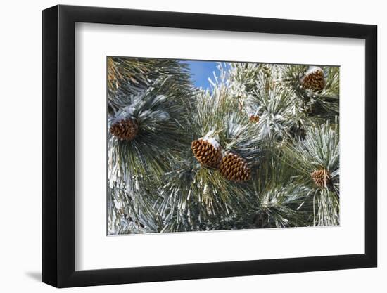 Snow on pine cones, San Bernardino National Forest, California, USA-Russ Bishop-Framed Photographic Print