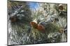 Snow on pine cones, San Bernardino National Forest, California, USA-Russ Bishop-Mounted Photographic Print