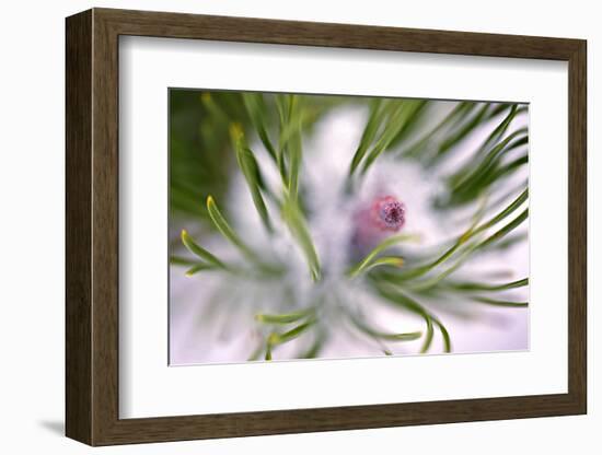 Snow on Pine Needles-Ursula Abresch-Framed Photographic Print