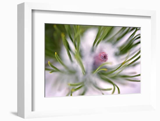 Snow on Pine Needles-Ursula Abresch-Framed Photographic Print