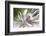 Snow on Pine Needles-Ursula Abresch-Framed Photographic Print