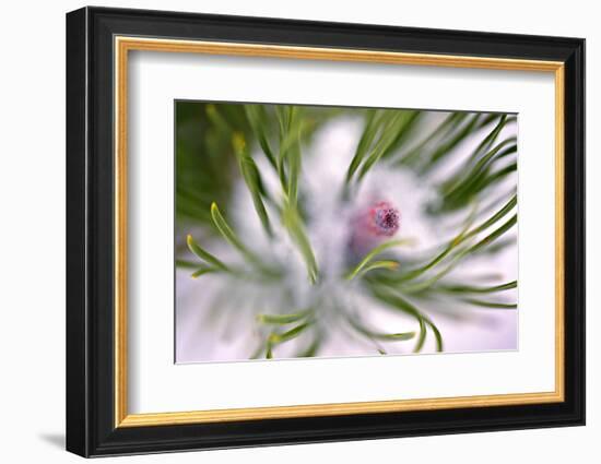 Snow on Pine Needles-Ursula Abresch-Framed Photographic Print