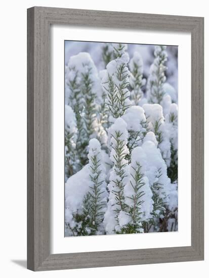 Snow on Rosemary-Cora Niele-Framed Giclee Print
