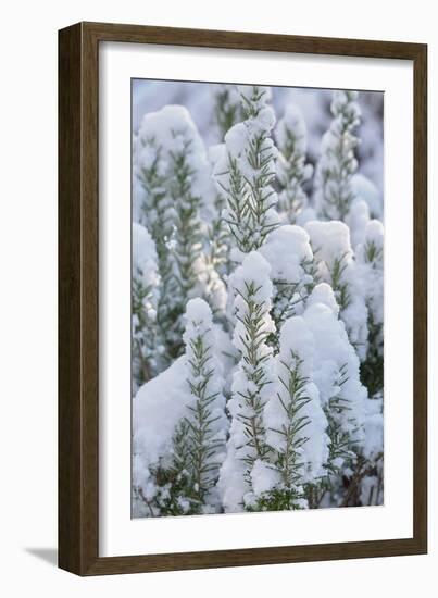 Snow on Rosemary-Cora Niele-Framed Giclee Print