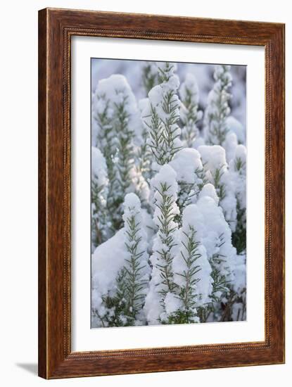 Snow on Rosemary-Cora Niele-Framed Giclee Print