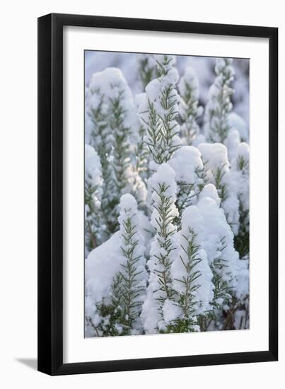 Snow on Rosemary-Cora Niele-Framed Giclee Print