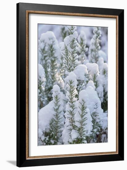 Snow on Rosemary-Cora Niele-Framed Giclee Print