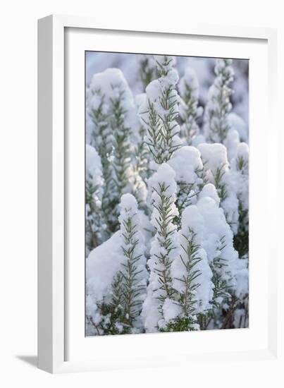 Snow on Rosemary-Cora Niele-Framed Giclee Print