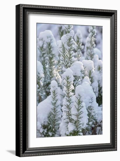 Snow on Rosemary-Cora Niele-Framed Giclee Print