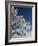 Snow on Tree, Wallcrags, Northumbria, England, United Kingdom-James Emmerson-Framed Photographic Print