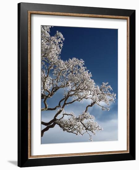 Snow on Tree, Wallcrags, Northumbria, England, United Kingdom-James Emmerson-Framed Photographic Print