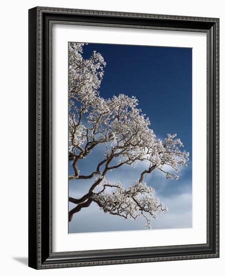 Snow on Tree, Wallcrags, Northumbria, England, United Kingdom-James Emmerson-Framed Photographic Print