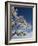 Snow on Tree, Wallcrags, Northumbria, England, United Kingdom-James Emmerson-Framed Photographic Print