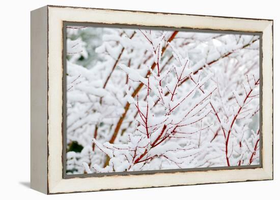 Snow on Tree-Craig Tuttle-Framed Premier Image Canvas