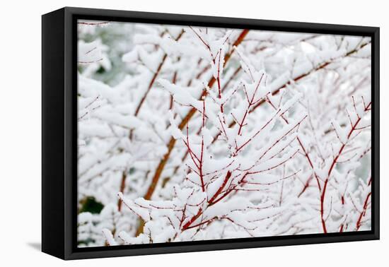 Snow on Tree-Craig Tuttle-Framed Premier Image Canvas