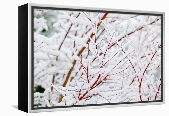 Snow on Tree-Craig Tuttle-Framed Premier Image Canvas