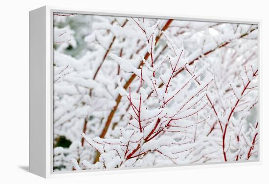 Snow on Tree-Craig Tuttle-Framed Premier Image Canvas