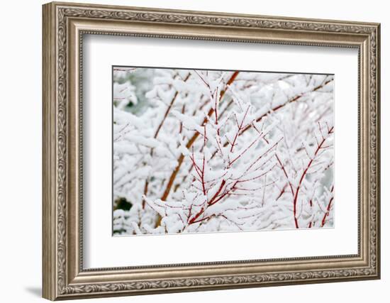 Snow on Tree-Craig Tuttle-Framed Photographic Print