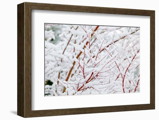 Snow on Tree-Craig Tuttle-Framed Photographic Print