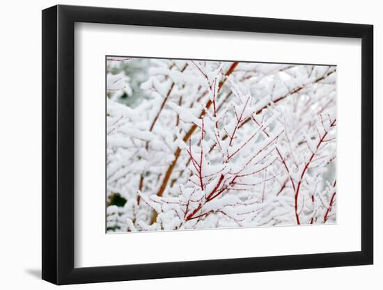 Snow on Tree-Craig Tuttle-Framed Photographic Print