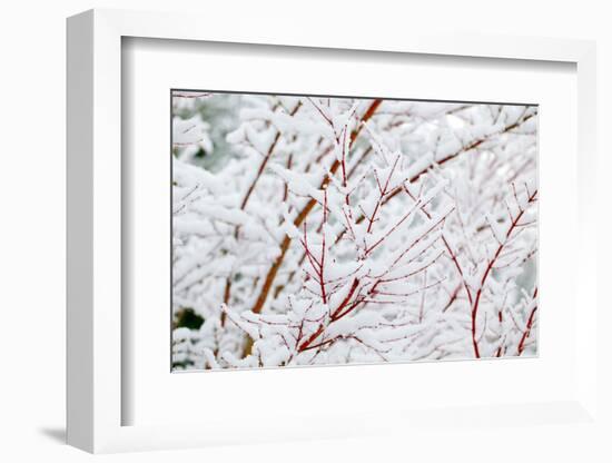 Snow on Tree-Craig Tuttle-Framed Photographic Print