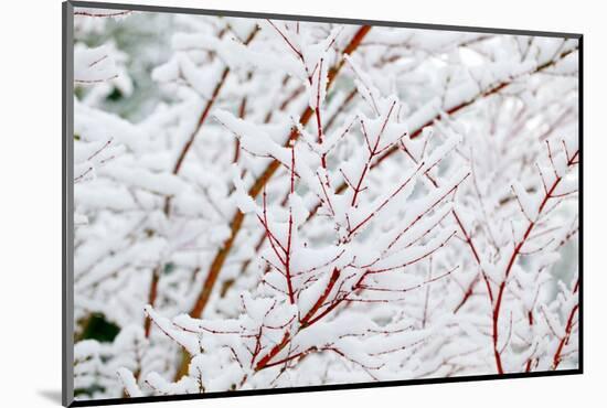 Snow on Tree-Craig Tuttle-Mounted Photographic Print
