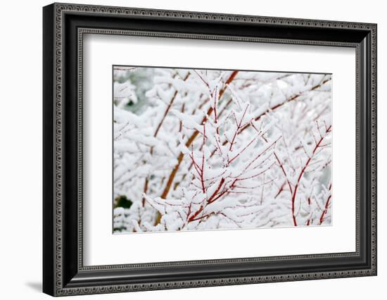 Snow on Tree-Craig Tuttle-Framed Photographic Print