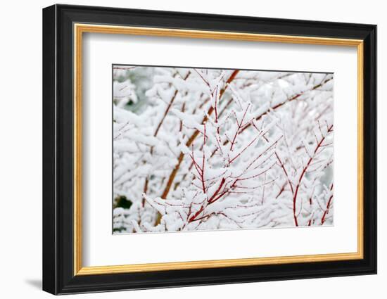 Snow on Tree-Craig Tuttle-Framed Photographic Print