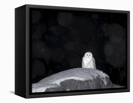 Snow Owl, Nyctea Scandiaca, Churchill, Manitoba, Canada, North America-Thorsten Milse-Framed Premier Image Canvas