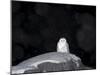 Snow Owl, Nyctea Scandiaca, Churchill, Manitoba, Canada, North America-Thorsten Milse-Mounted Photographic Print