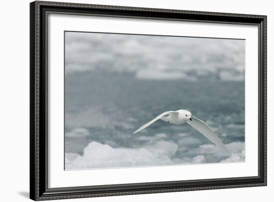 Snow Petrel-Joe McDonald-Framed Photographic Print