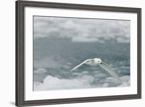 Snow Petrel-Joe McDonald-Framed Photographic Print