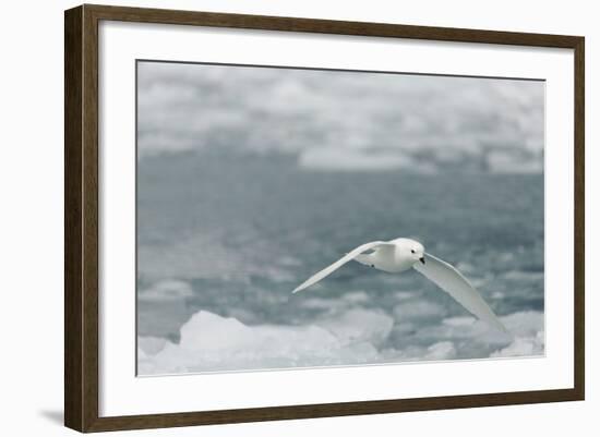 Snow Petrel-Joe McDonald-Framed Photographic Print