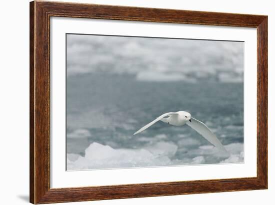 Snow Petrel-Joe McDonald-Framed Photographic Print