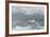 Snow Petrel-Joe McDonald-Framed Photographic Print