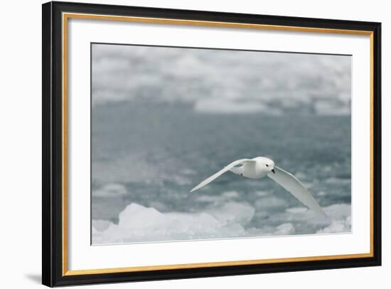 Snow Petrel-Joe McDonald-Framed Photographic Print