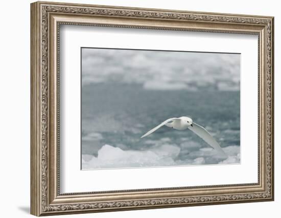 Snow Petrel-Joe McDonald-Framed Photographic Print