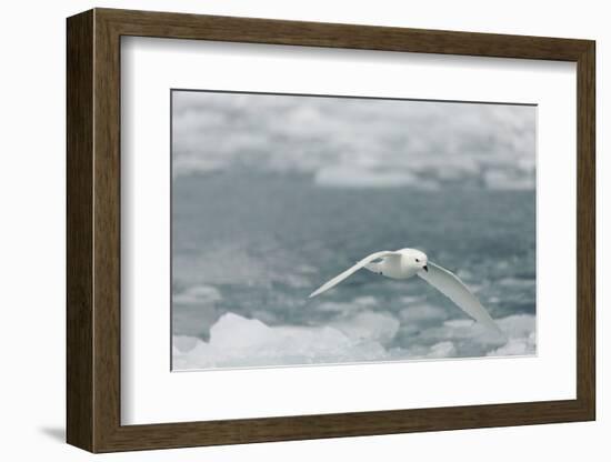 Snow Petrel-Joe McDonald-Framed Photographic Print