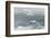 Snow Petrel-Joe McDonald-Framed Photographic Print