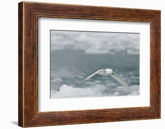 Snow Petrel-Joe McDonald-Framed Photographic Print