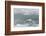 Snow Petrel-Joe McDonald-Framed Photographic Print