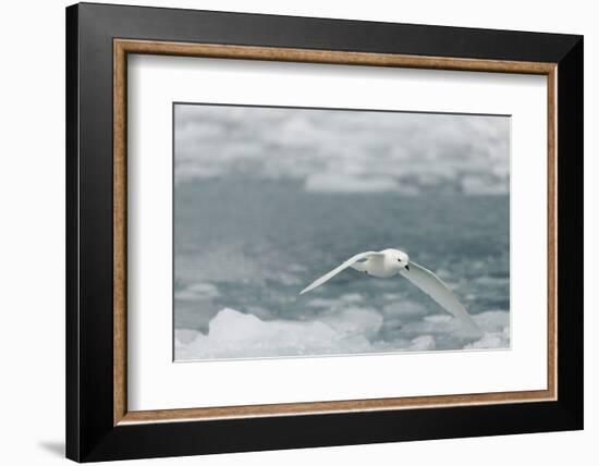 Snow Petrel-Joe McDonald-Framed Photographic Print