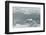 Snow Petrel-Joe McDonald-Framed Photographic Print