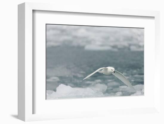 Snow Petrel-Joe McDonald-Framed Photographic Print