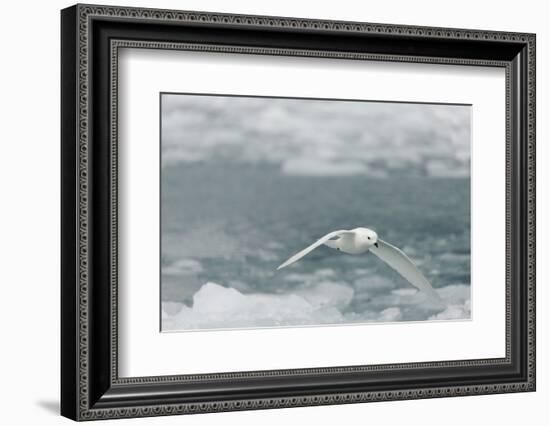 Snow Petrel-Joe McDonald-Framed Photographic Print