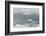 Snow Petrel-Joe McDonald-Framed Photographic Print