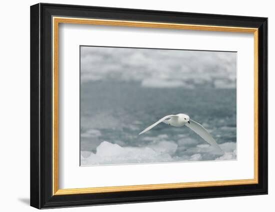 Snow Petrel-Joe McDonald-Framed Photographic Print