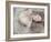 Snow Queen-Winter Wolf Studios-Framed Photographic Print